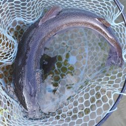 今シーズン3匹目のイトウをキャッチ！ ～フィッシングパーク高島の泉～